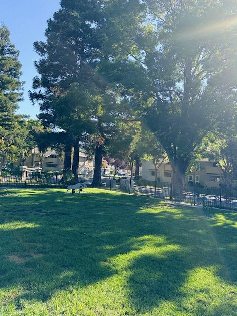 The fenced pet park, a wide lawn shaded by redwoods